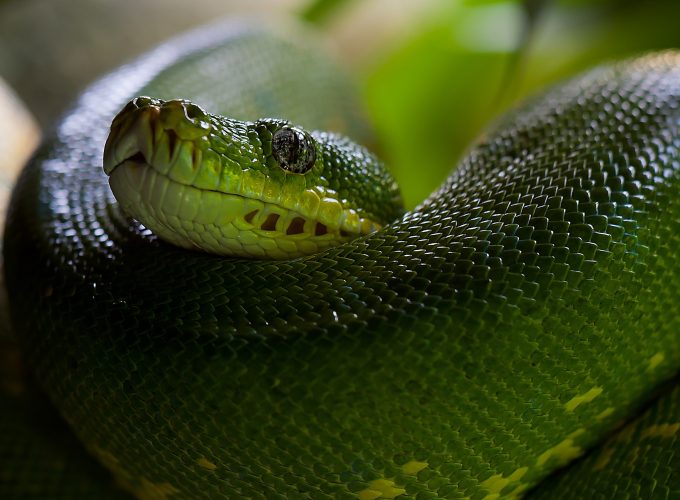 Wallpaper Python, Snake, Head, Scales, Green, Boa, Animals 3369913024